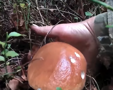Грибники, фото: кадр из видео