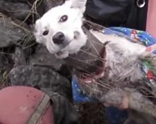 Собака, скриншот: YouTube