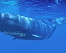 Вчені дізналися про що говорять кити