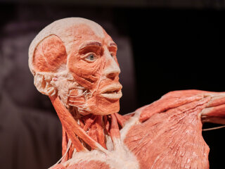 Выставка Body Worlds. Фото: Андрей Максимов