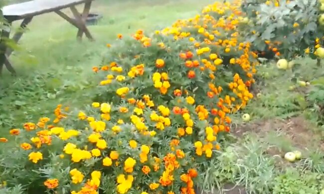 Бархатцы, скриншот с видео