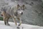 Волк в лесу - популяция выросла вдвое
