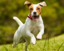 Пес-диверсант провів вражаючу підривну операцію в Криму: відео
