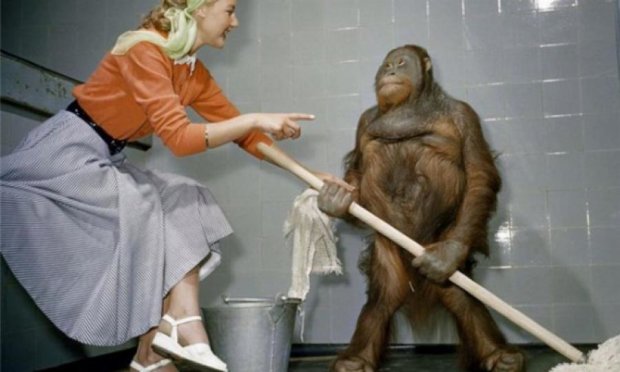 Орангутанг с мылом стал звездой Интернета