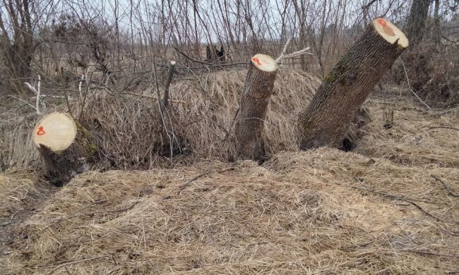 Специалисты Госэкоинспекции обнаружили десятки порубленных деревьев в Сумской области