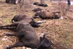 Вбивця зубрів Анатолій Бондар захотів купити посаду голови Лісагентства
