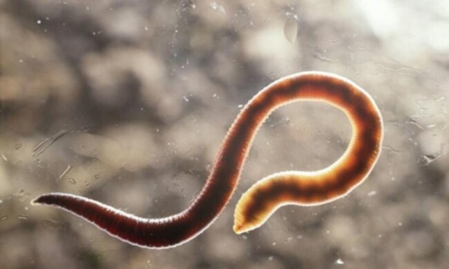 Ученые будут лечить суставы вживлением паразитов 