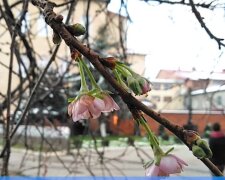 Сакура / скріншот з відео