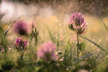 Погода на 8 червня: дощі і грози зіпсують вихідні
