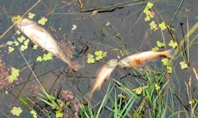 В Винницкой области на рынке продают отравленную рыбу