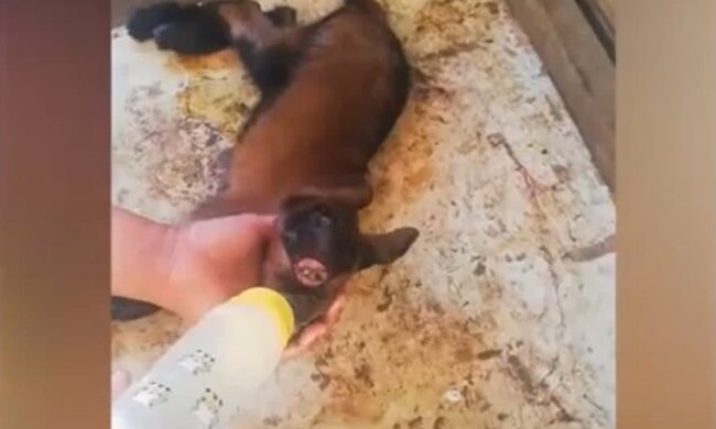 козеня-циклоп, скріншот з відео