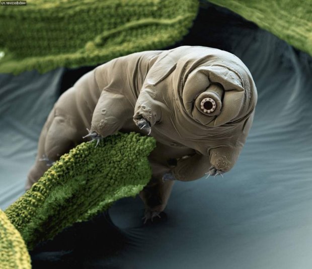 Вчений кілька років знімає на відео дивовижне життя найменших істот на Землі: вони оточують нас всюди