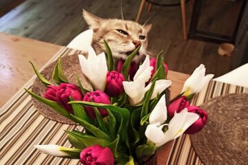 Котик, фото из свободных источников