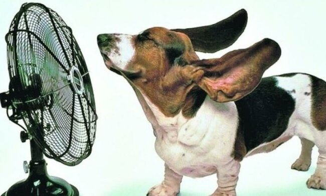 Как спасти от жары братьев наших меньших