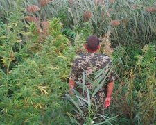 Одеські прикордонники на плантації конопель зловили двох чоловіків (фото)