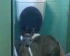 Австралійський кенгуру пообідав у громадському туалеті