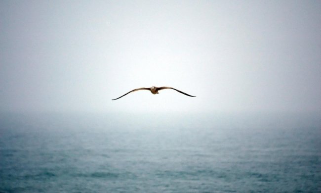 В Украину залетела редкая птица: не видели почти 200 лет