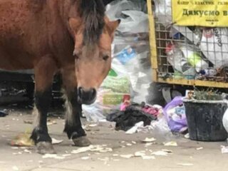 Пони возле мусорки в Броварах, фото Kyiv News: Telegram