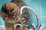 З завтрашнього дня в Києві не буде води: названі адреси