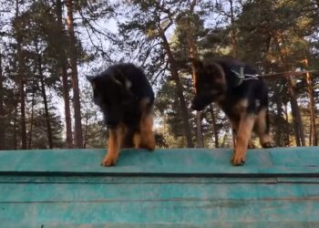 Чотирилапі "прикордонники", facebook.com/mvs.gov.ua