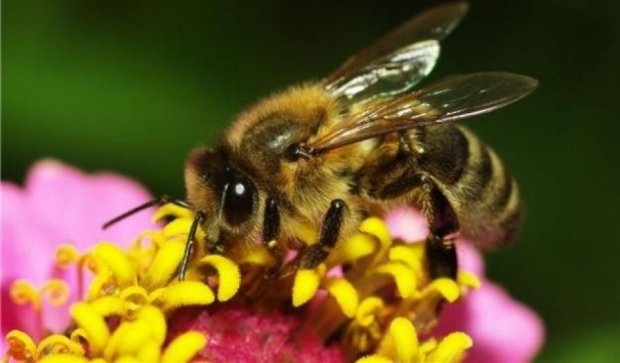 Укус пчелы может оказаться смертельным