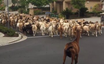 кози окупували місто, скрін з відео