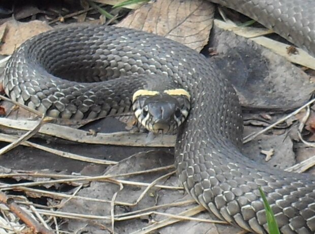 Під Дніпром гігантська отруйна змія заповзла в житловий будинок: зухвала атака потрапила на камеру