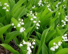 Ландыши опасны для здоровья