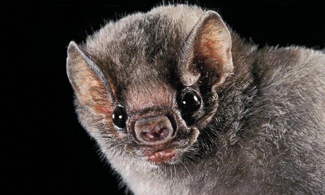 В отруті мохноногих вампірів знайшли ліки від гіпертонії