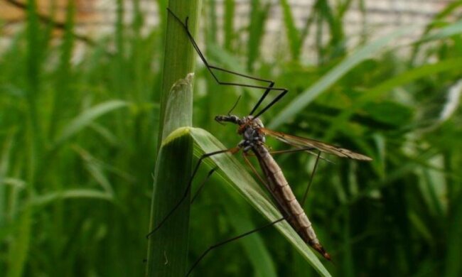 Вчені знайшли найбільшого кровососа