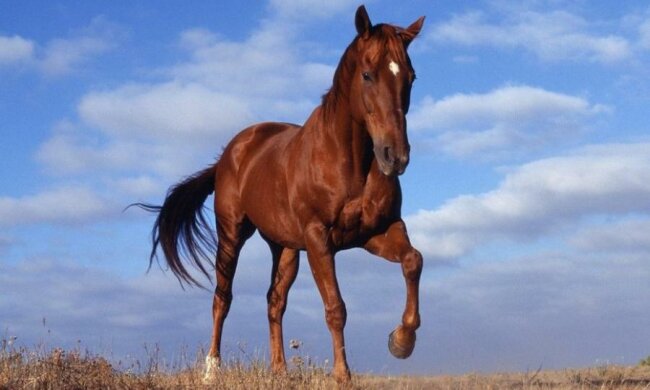 Машин немає: командир бойової частини попросив хоча б коня