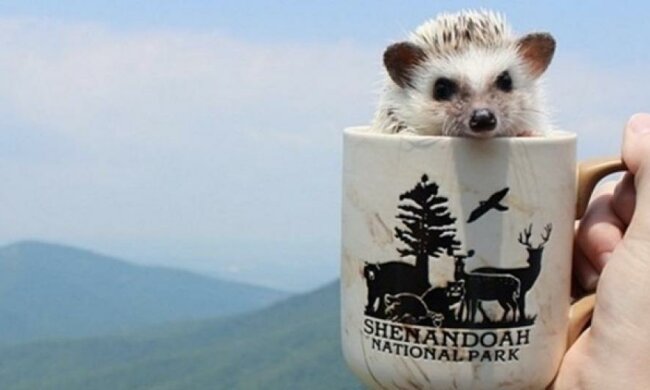 Їжачиха-мандрівниця стала новою улюбленицею мережі (фото)