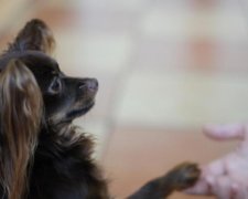 Две минималки: когда собаки живут лучше многих украинцев