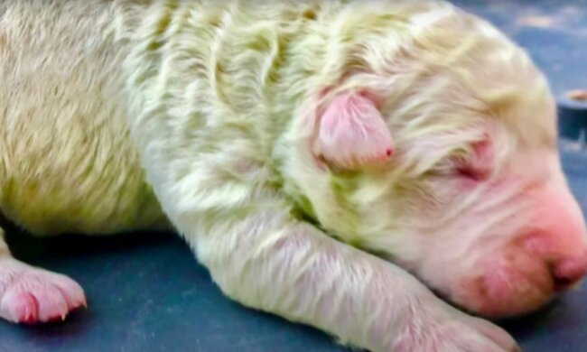 "Зеленый" ретривер, скриншот: Youtube