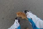 Київський водій вразив людяністю: відео