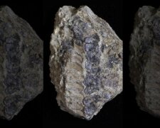 Скам'янілості рослини, фото: Current Biology