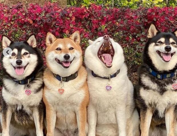 Китайский пес-бунтарь постоянно портит все фото, забавные кадры: "Муж с друзьями"