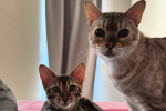Котики, фото: Знай.ua