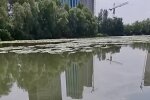 Озеро Небреж на Осокорках у Києві