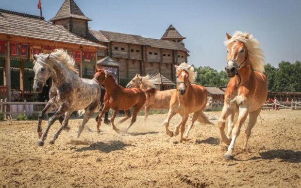 В Древнем Киеве покажут 20 исторических пород лошадей