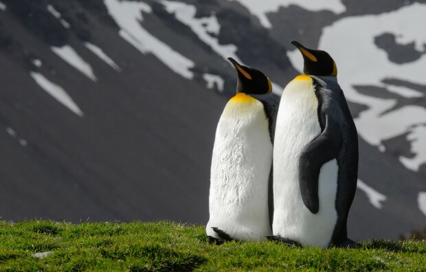 Пингвины, фото - besthqwallpapers