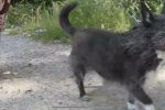 В запорізький притулок повернули собаку після восьми років життя - набридла