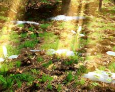 Сонечко пригріє: українцям пообіцяли довгоочікувану весну