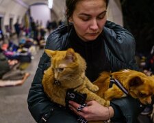 Животные в укрытии