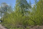 Земельна ділянка в Києві