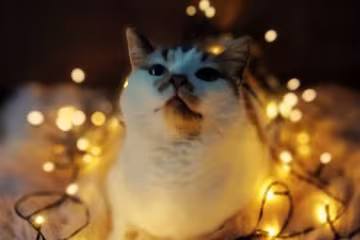 Гороскоп, изображение: Pinterest