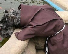 Пес-монах став новою зіркою Facebook