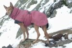 Нужно ли одевать собачку в холодную погоду, и какие модели следует выбирать