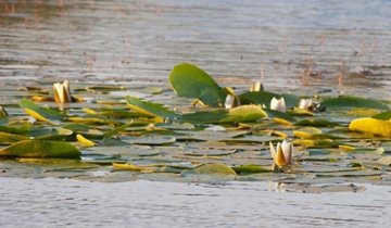 Водяные лилии и золотистые деревья украсили Казацкий остров (фото)