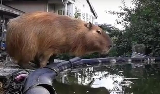 Морская свинка стала чемпионом по прыжкам в воду (ВИДЕО)